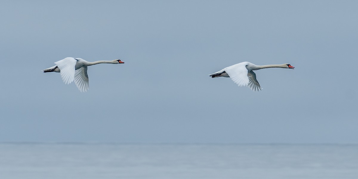 Mute Swan - Andy Wilson