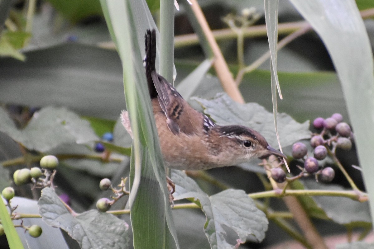 Marsh Wren - ML261384911