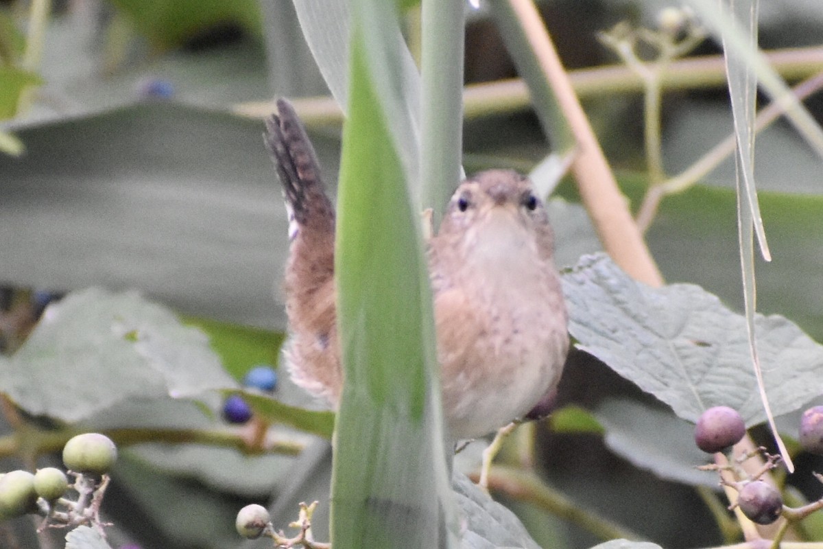 Marsh Wren - ML261384921