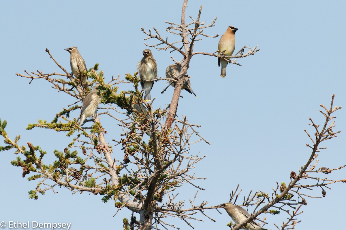 Cedar Waxwing - Ethel Dempsey