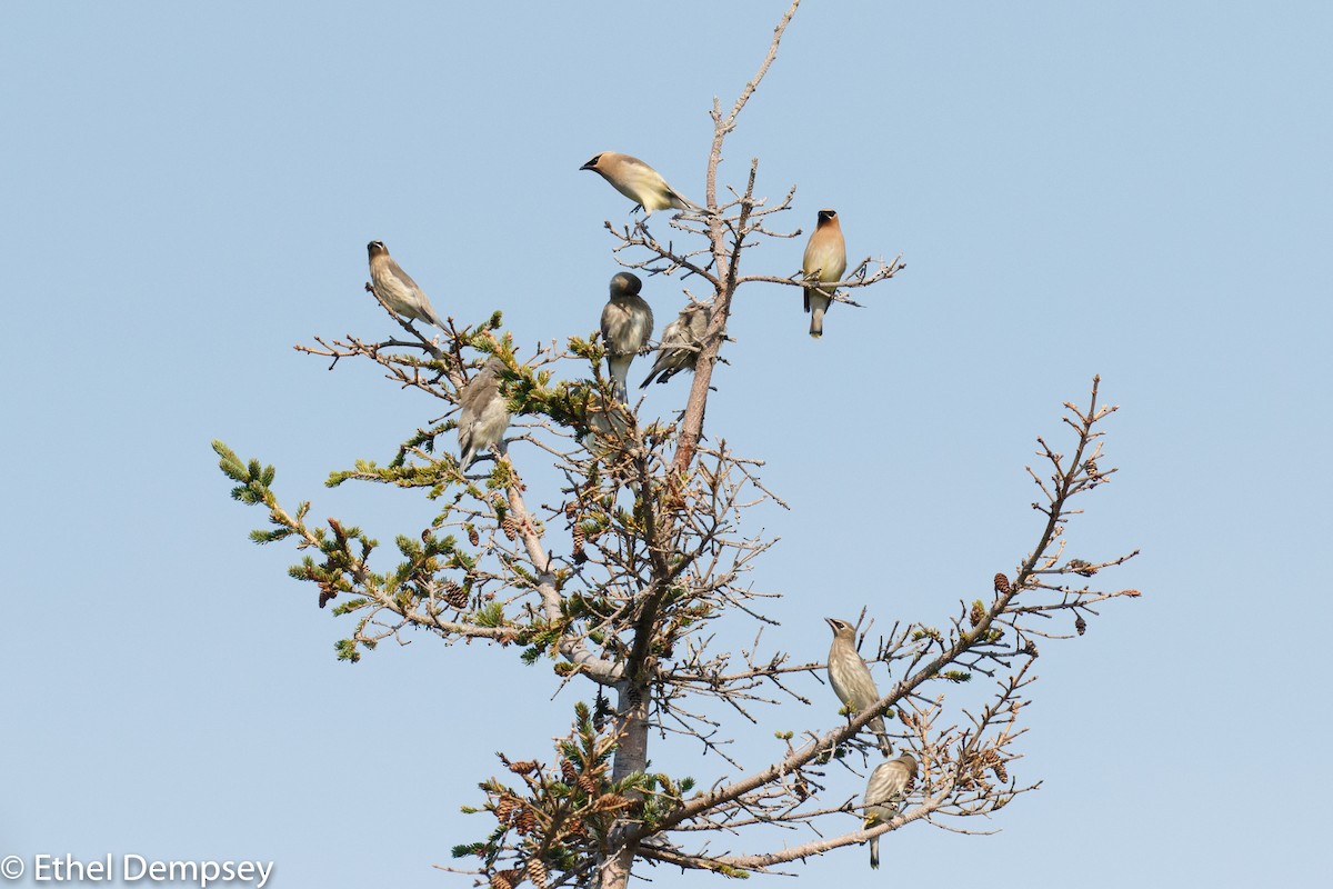 Cedar Waxwing - Ethel Dempsey