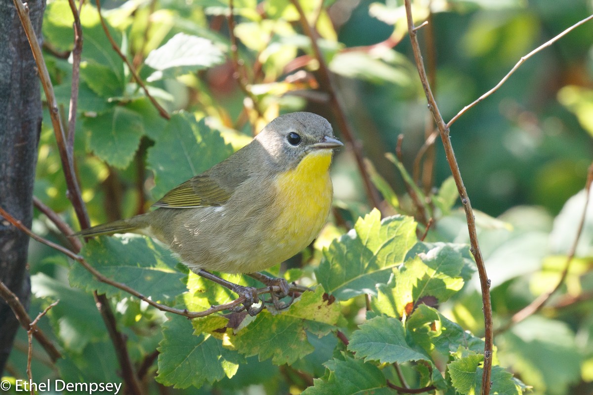 Common Yellowthroat - ML261385761