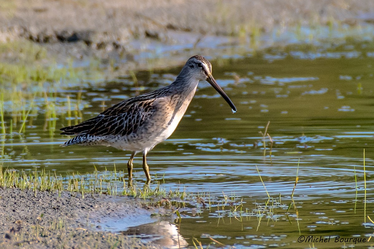 Short-billed Dowitcher - Michel Bourque