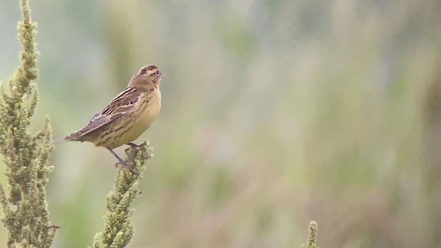 Bobolink - ML261388891