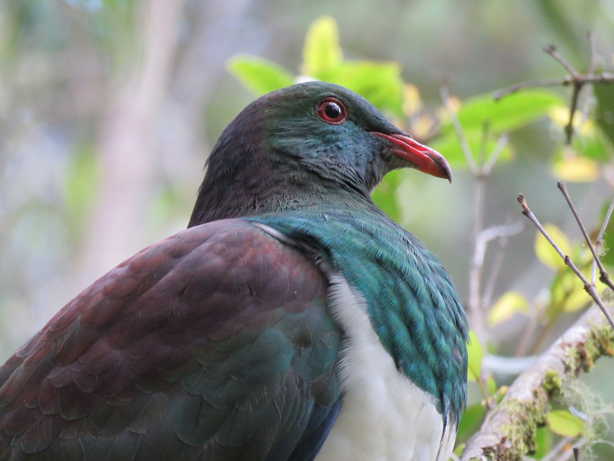 New Zealand Pigeon - Tom Nardone