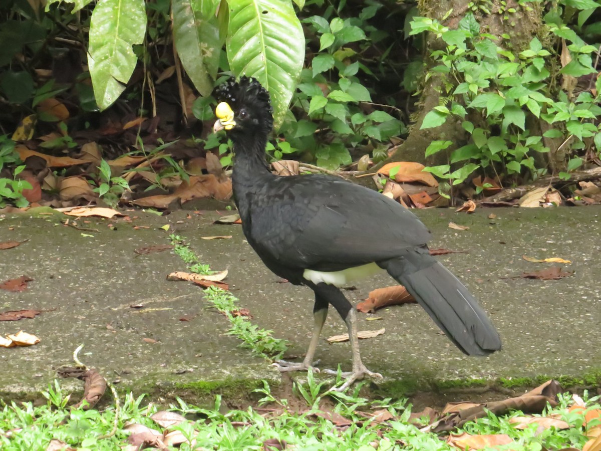 Great Curassow - Warren Bielenberg