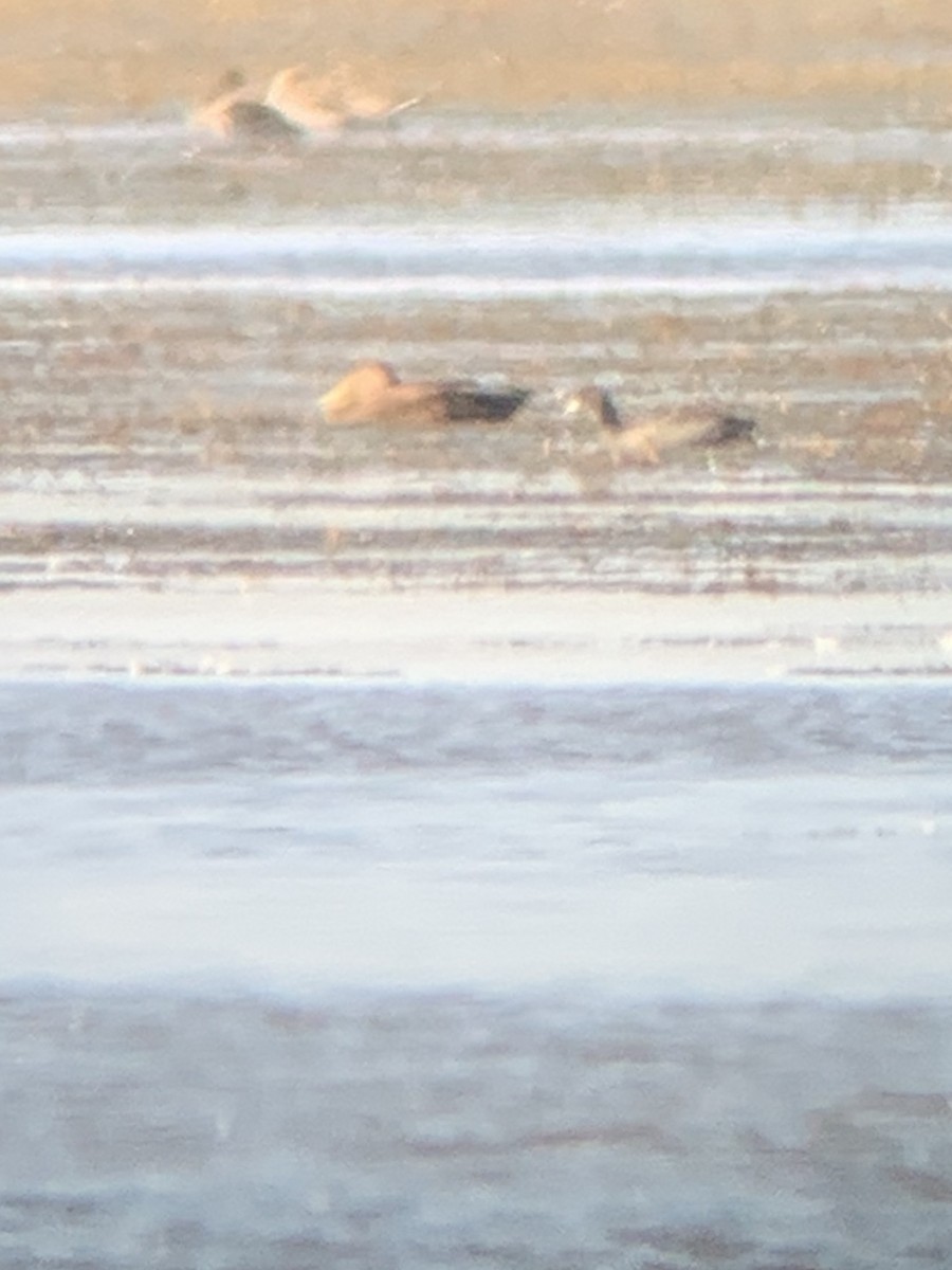 American Black Duck - ML261391281