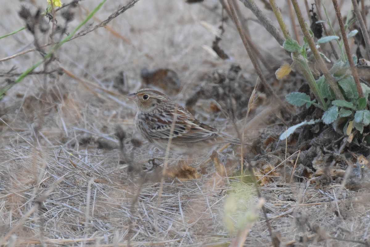 Grasshopper Sparrow - ML261391561