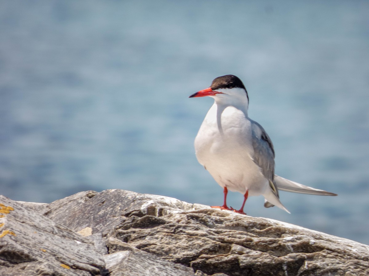 Common Tern - ML261392531