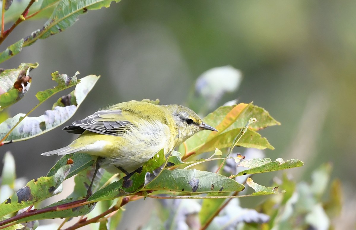 Tennessee Warbler - ML261393221