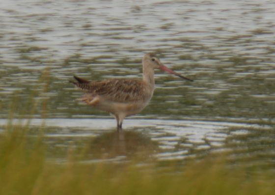 Marbled Godwit - ML261394811