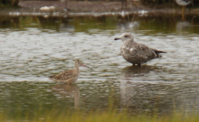 Marbled Godwit - ML261394821