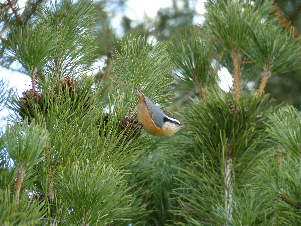 Red-breasted Nuthatch - ML26139631