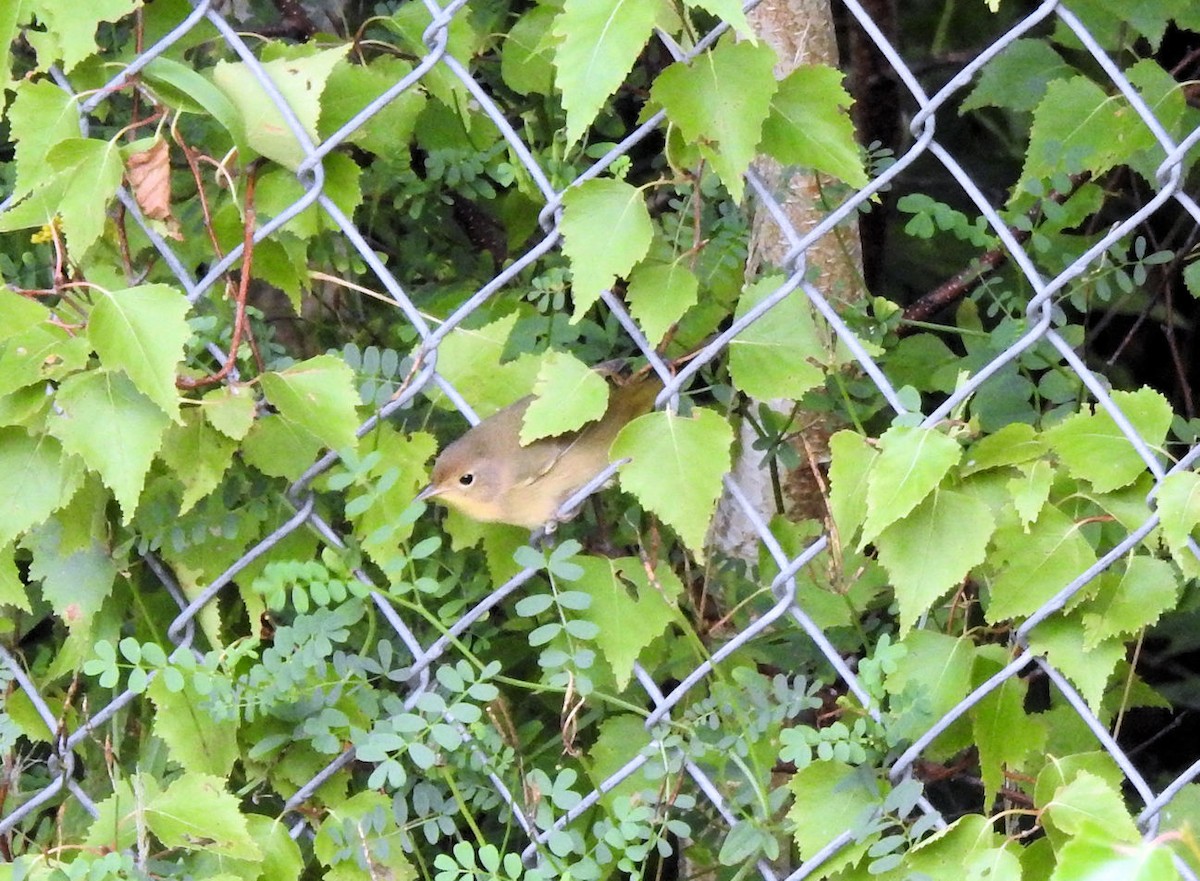 Common Yellowthroat - ML261397251