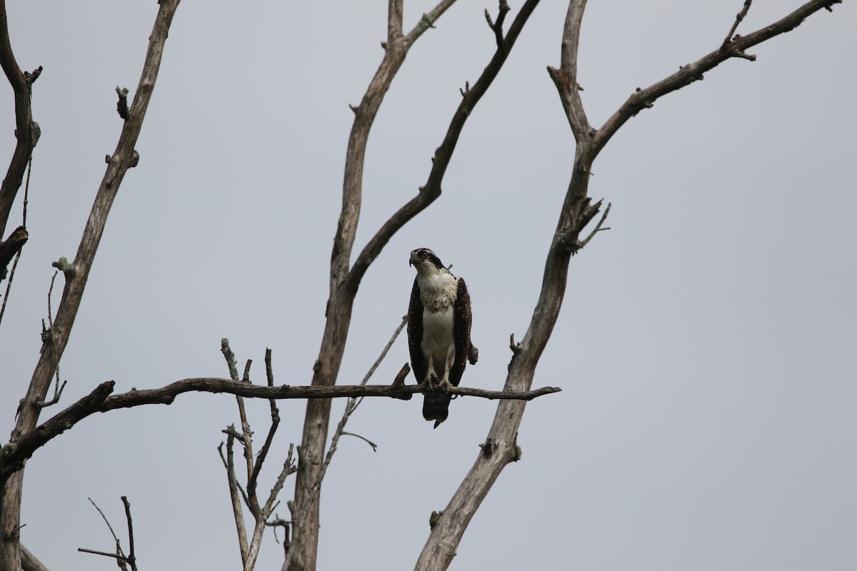 Falco pescatore - ML261397891