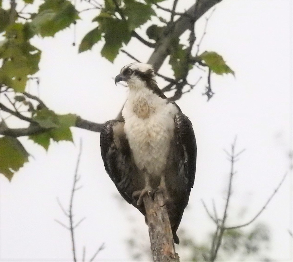 Osprey - ML261398181