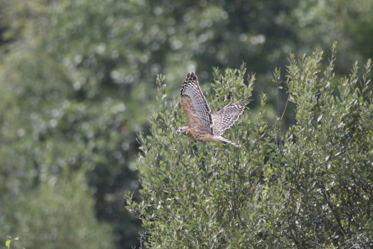 Red-shouldered Hawk - ML261398821