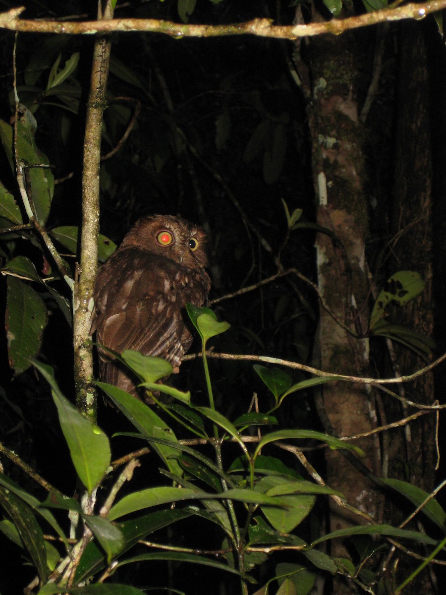 Madagascar Scops-Owl (Rainforest) - ML261400671