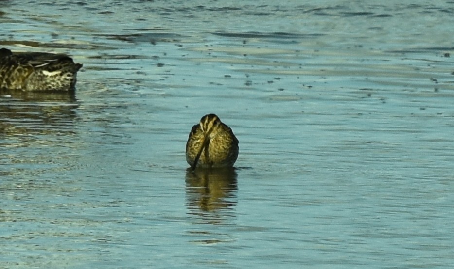 Common Snipe - Blair Whyte