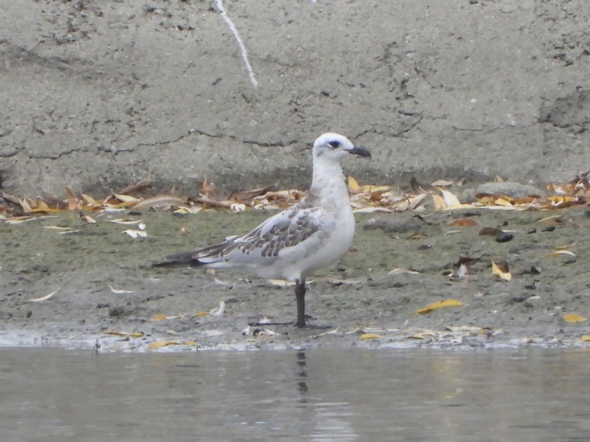 Mediterranean Gull - ML261401241