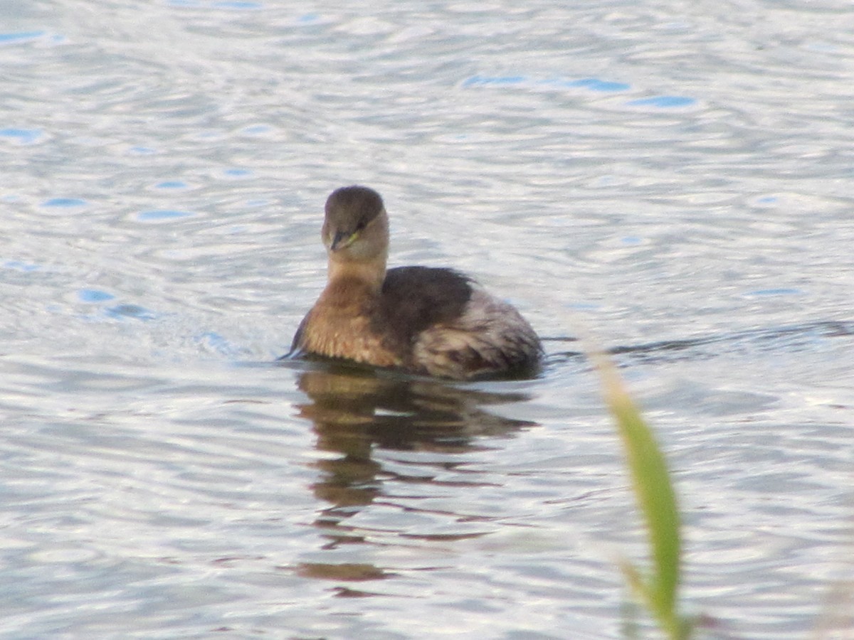 Little Grebe - Bruce Kerr