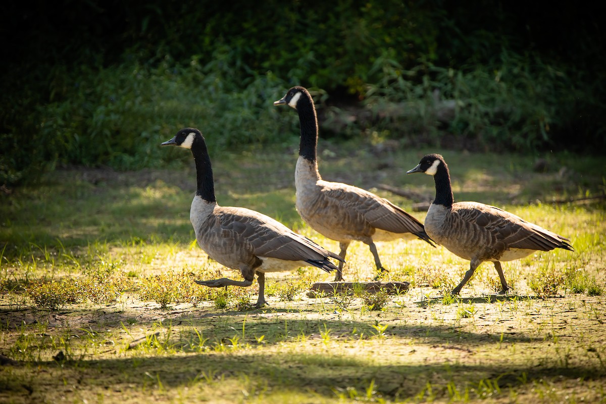 Canada Goose - ML261404231