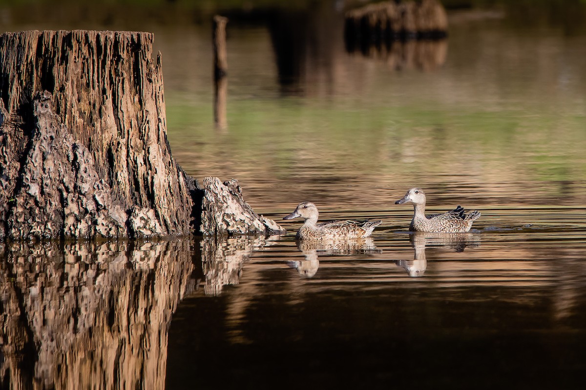 Blue-winged Teal - ML261404261