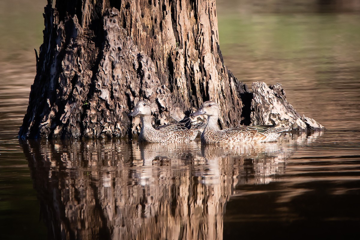 Blue-winged Teal - ML261404271