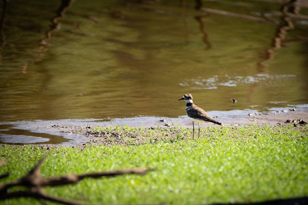 Killdeer - ML261404321