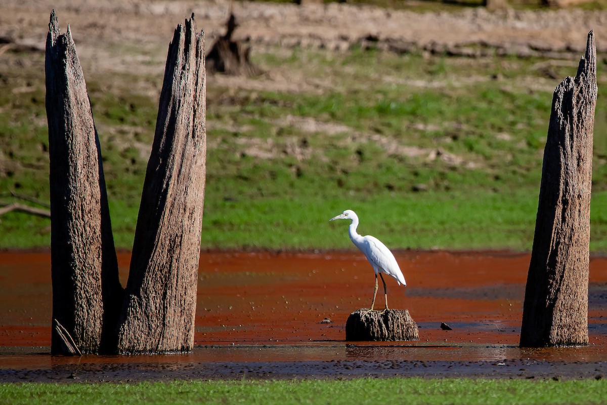 Little Blue Heron - ML261404371