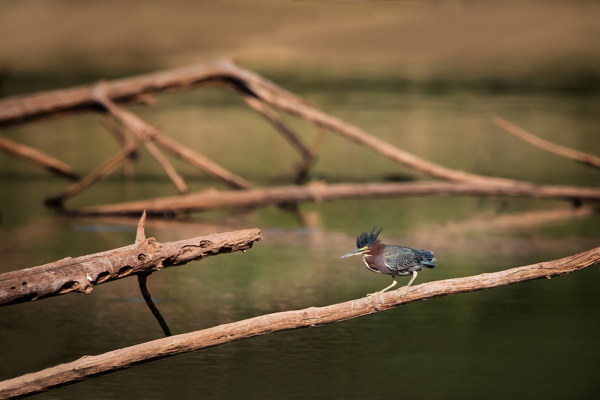 Green Heron - Jason Price