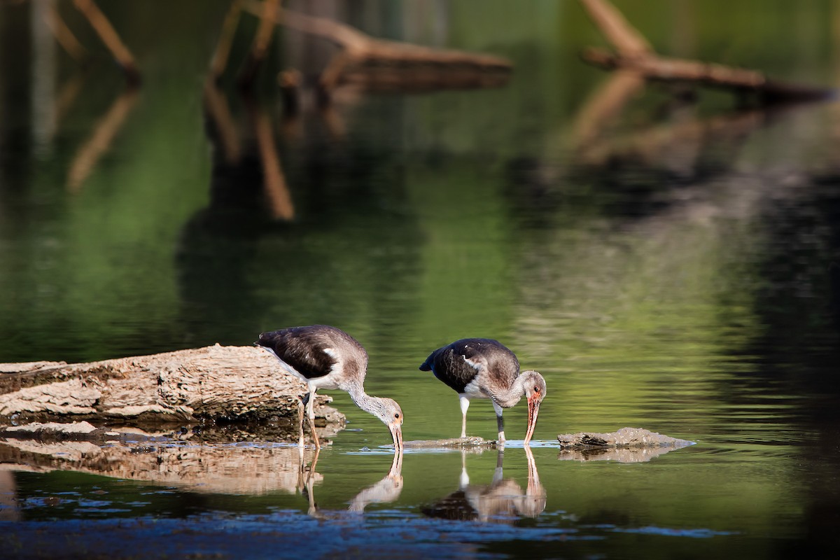 White Ibis - ML261404451