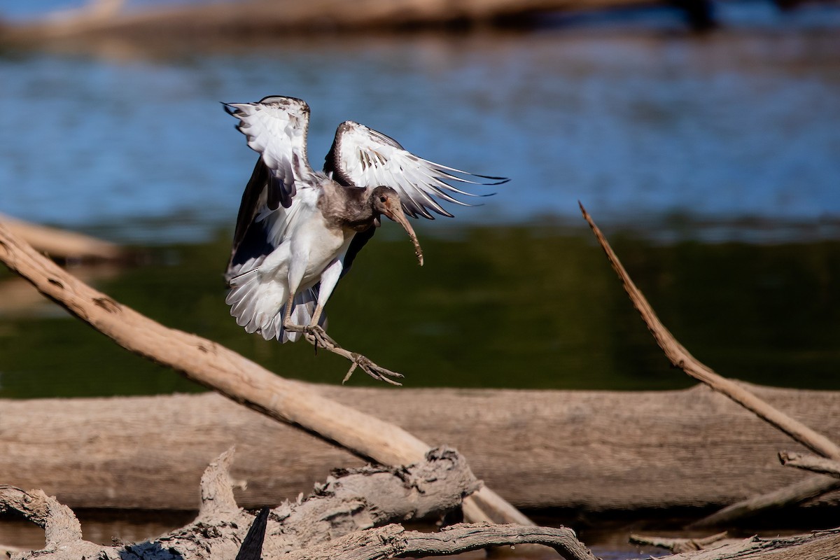 ibis bílý - ML261404461