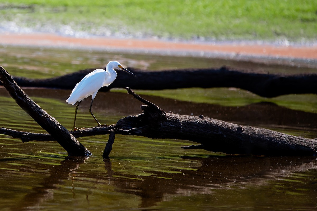 Snowy Egret - ML261404741