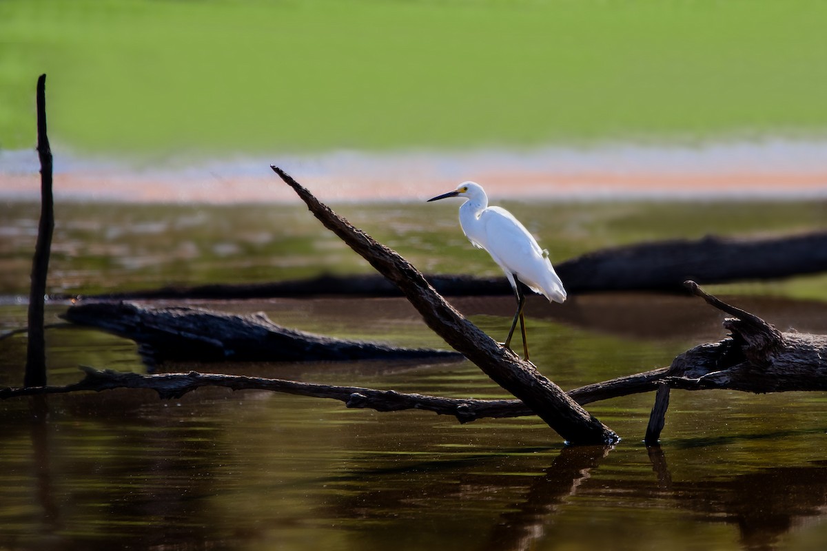 Snowy Egret - ML261404751