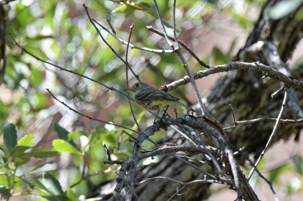 Buff-breasted Flycatcher - ML261405061