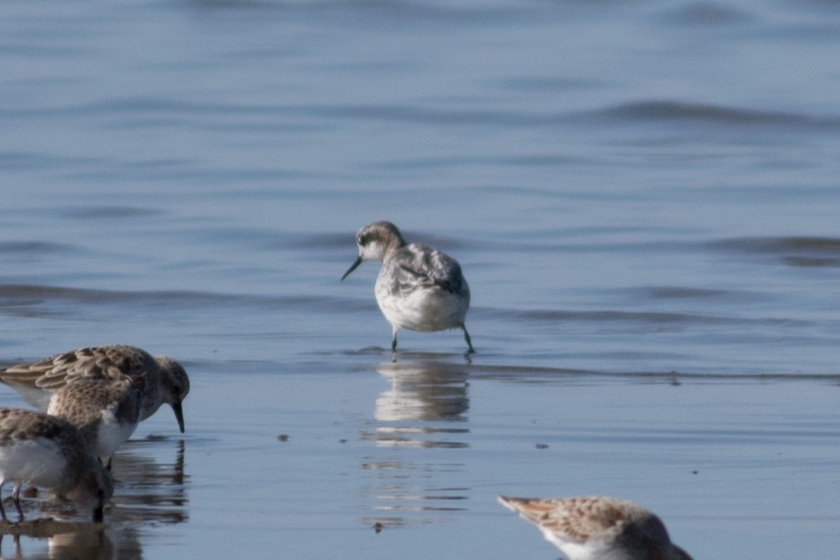 Red-necked Phalarope - ML26140571