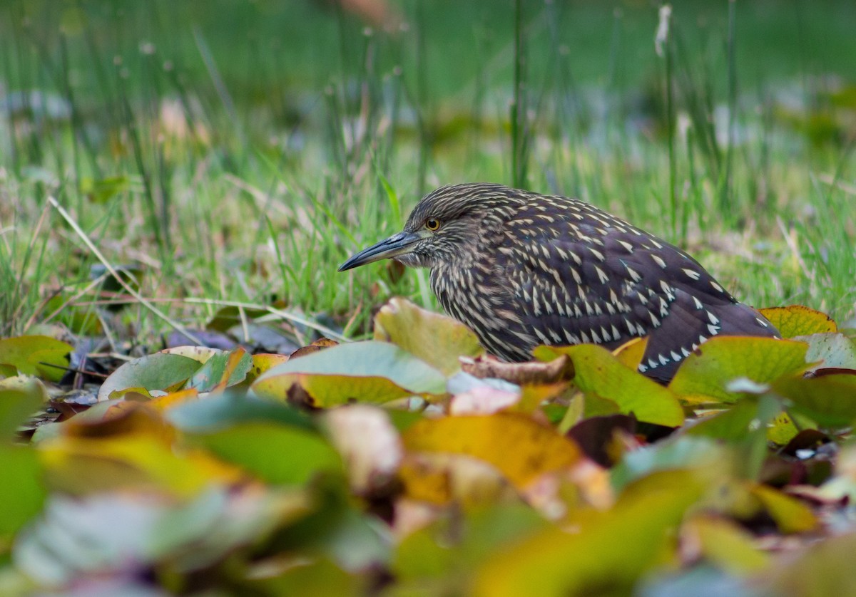 Black-crowned Night Heron - Harold Gillibrand