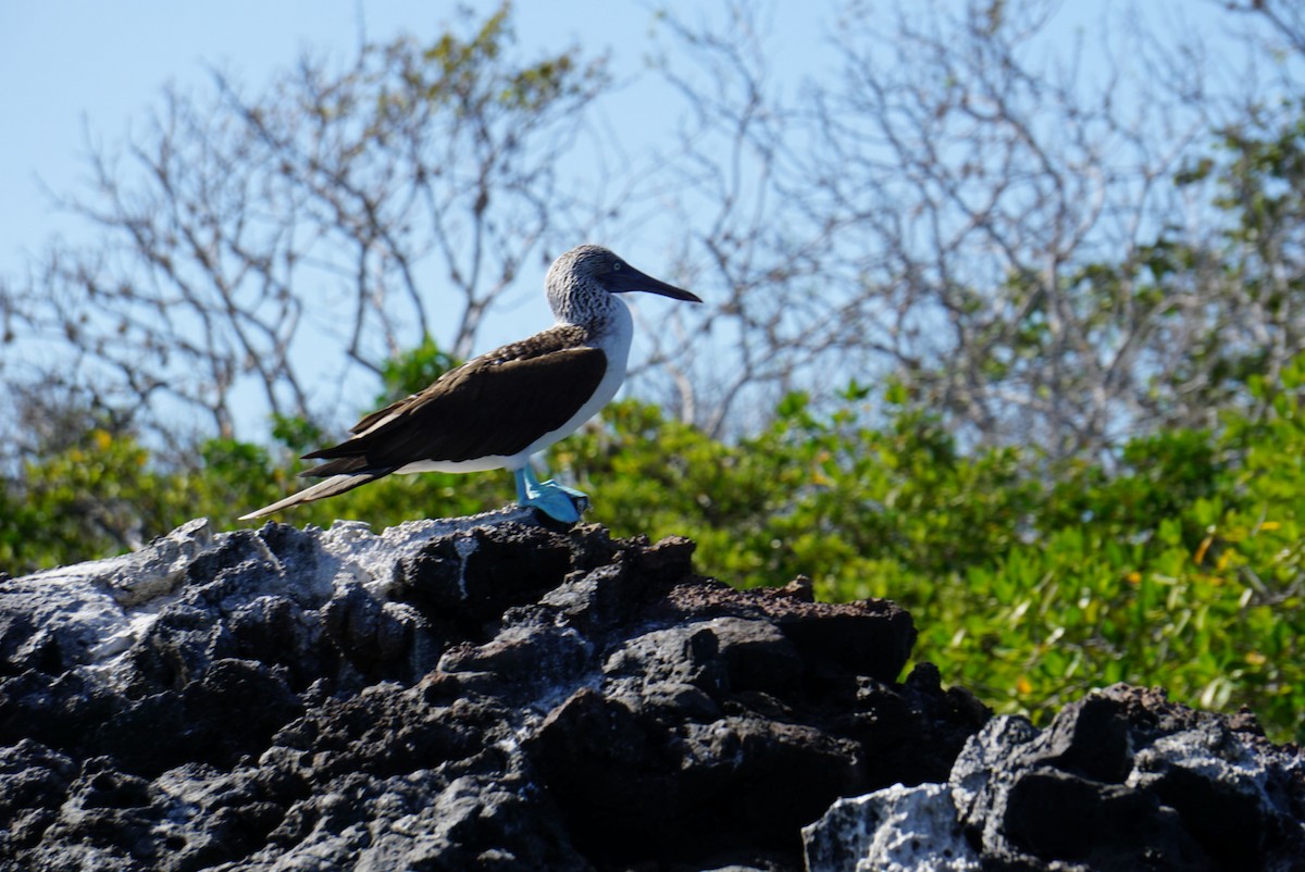 Blue-footed Booby - ML261408211