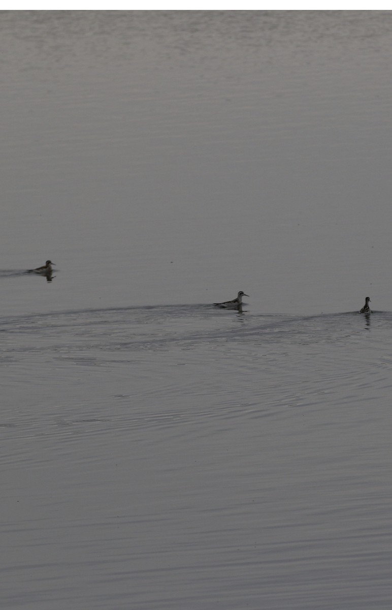 Red-necked Phalarope - ML261408921