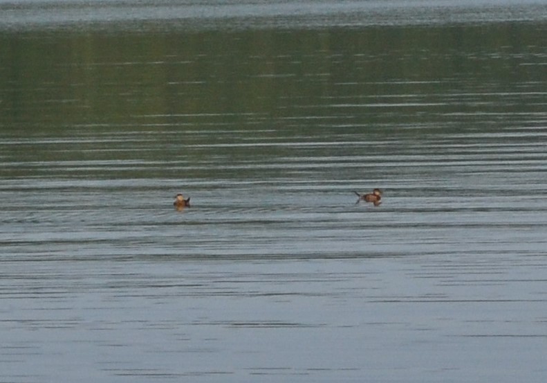 Ruddy Duck - ML261408951