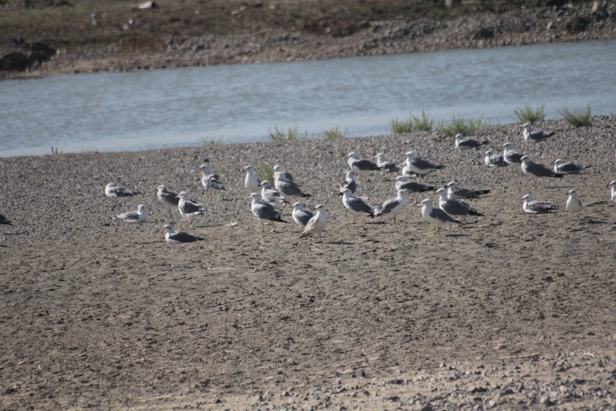Armenian Gull - ML261410451