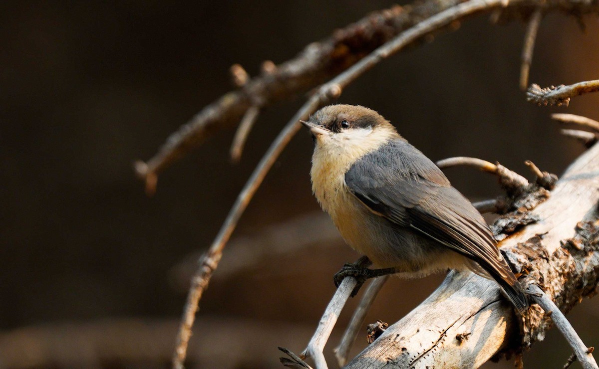 Pygmy Nuthatch - ML261411601