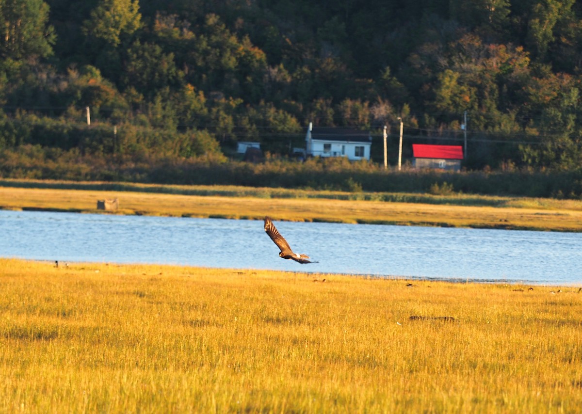 Northern Harrier - ML261411741