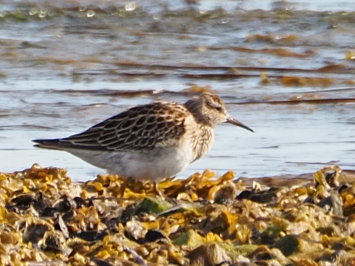 Pectoral Sandpiper - ML261415041