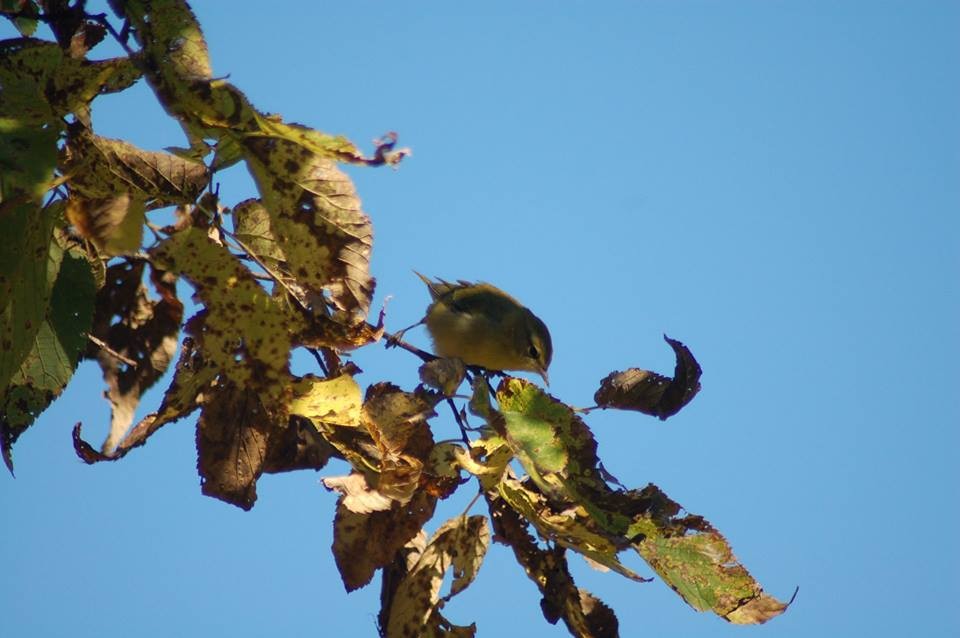 Tennessee Warbler - ML26141591