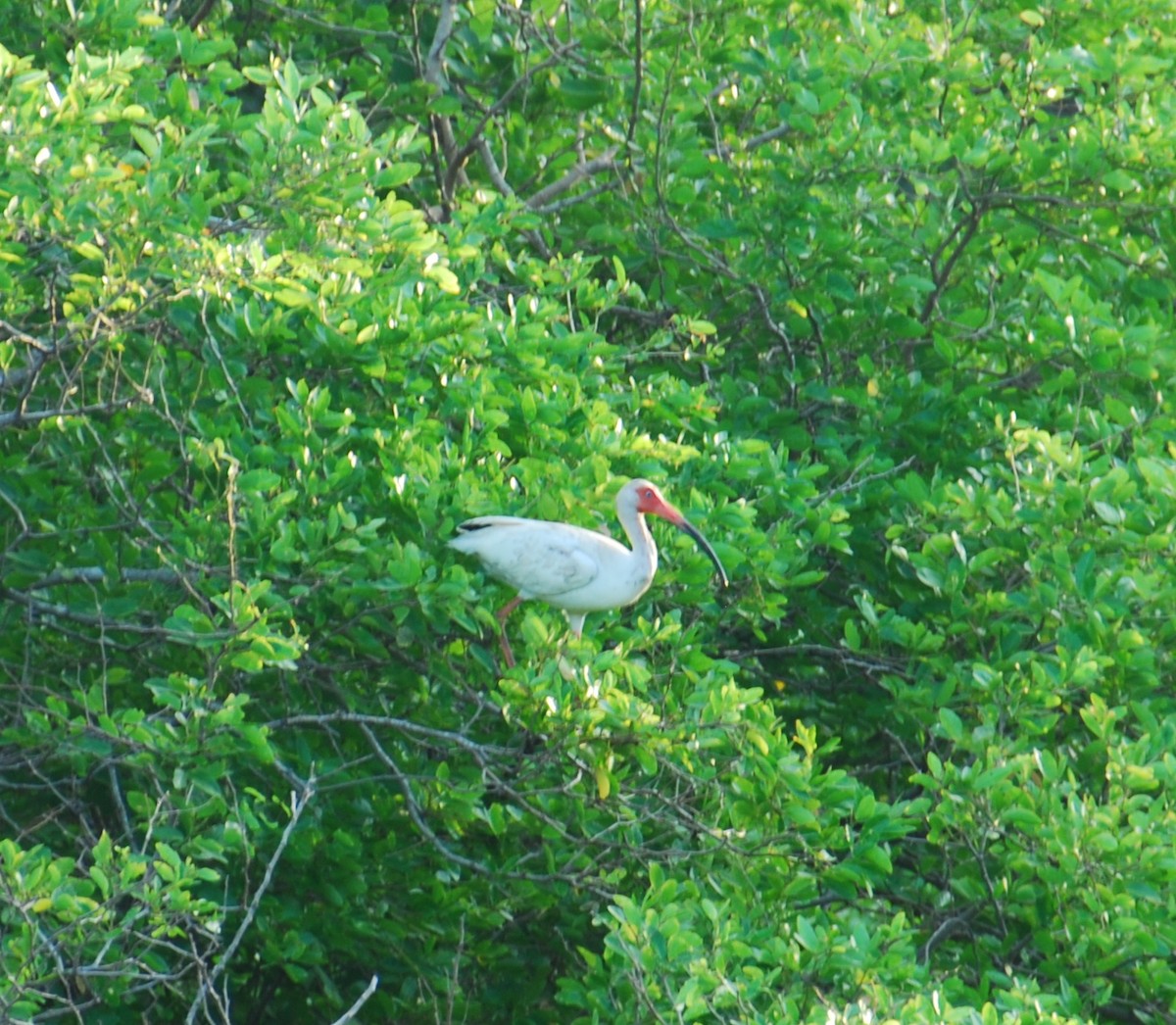 White Ibis - ML261416121