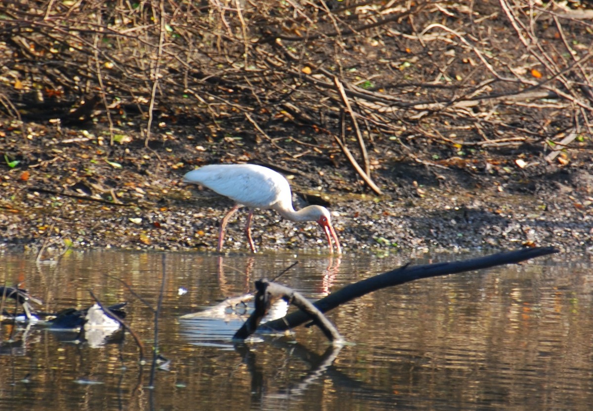 ibis bílý - ML261416171