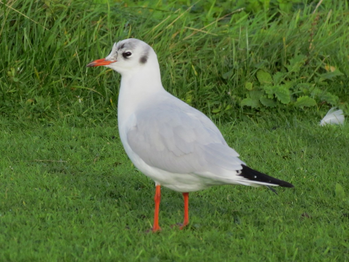 Black-headed Gull - ML26141671