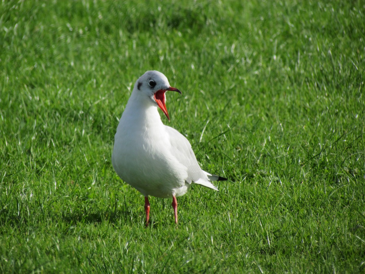 Black-headed Gull - ML26141681